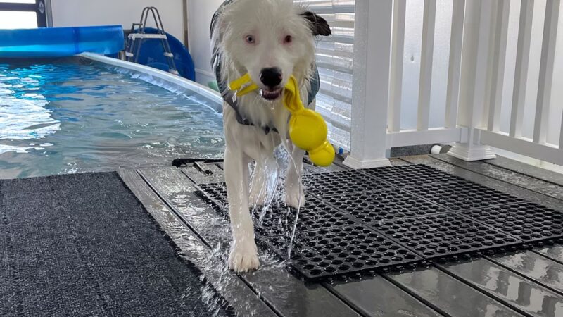 Soggie Doggie LLC - Watsontown, PA