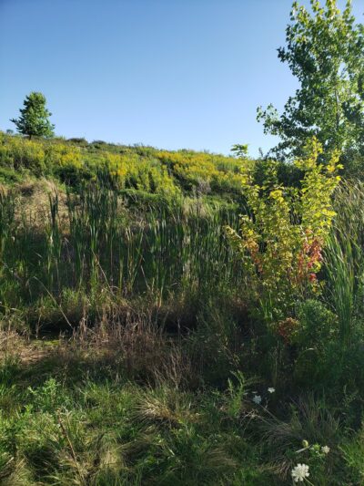 County Grounds Park - Wauwatosa, WI