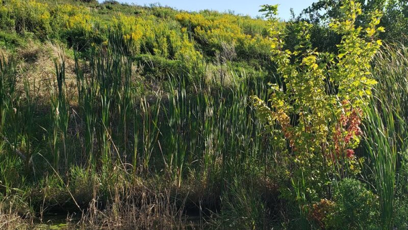 County Grounds Park - Wauwatosa, WI