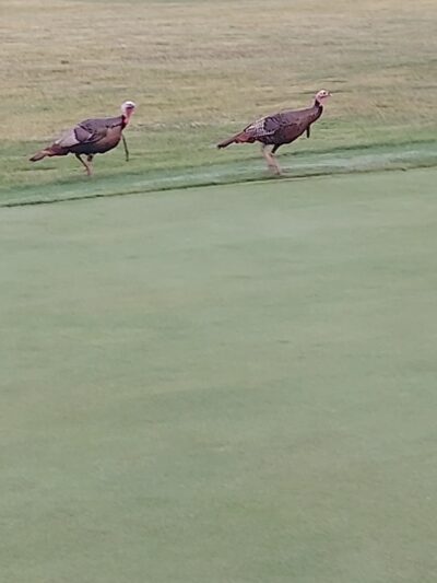 Currie Park - Wauwatosa, WI