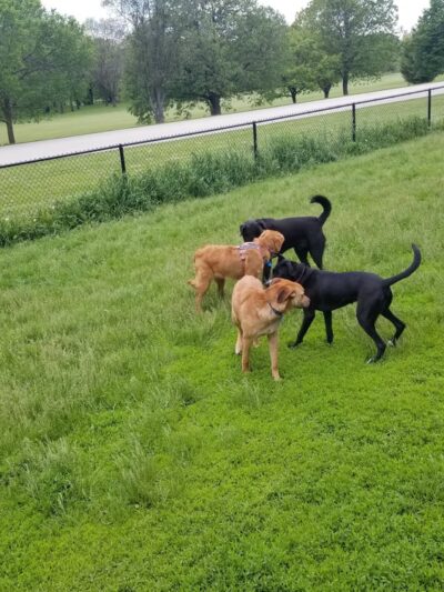 Currie Park - Wauwatosa, WI