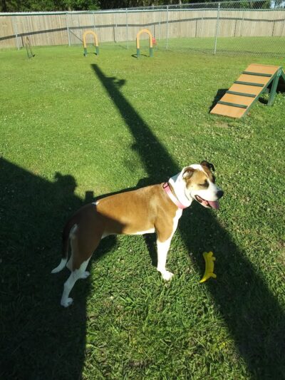 Waveland Bark Park - Waveland, MS