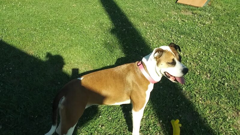 Waveland Bark Park - Waveland, MS