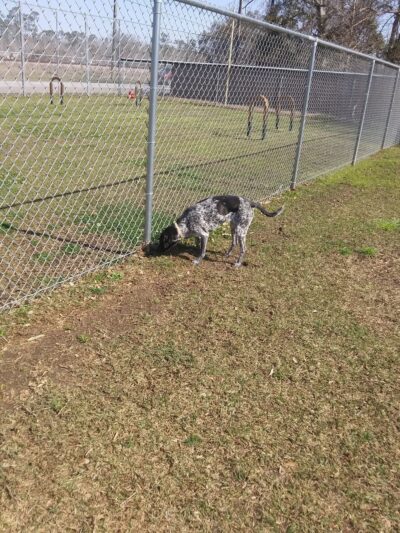 Waveland Bark Park - Waveland, MS