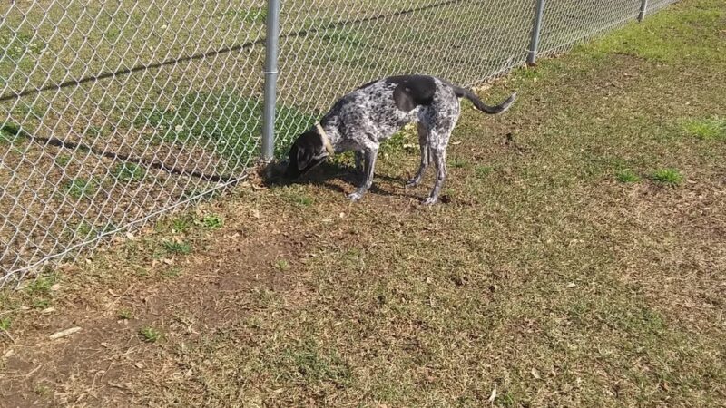 Waveland Bark Park - Waveland, MS