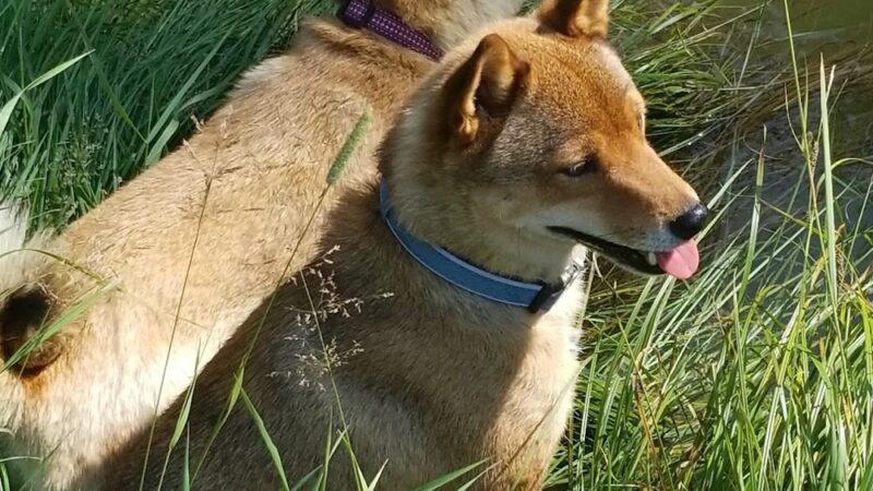 Pine Bar Campground - Wayan, ID