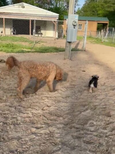Lexie's Bed and Biscuits - Waycross, GA
