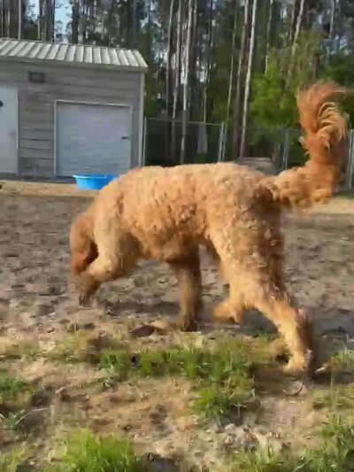 Lexie's Bed and Biscuits - Waycross, GA