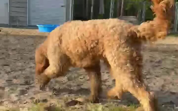 Lexie's Bed and Biscuits - Waycross, GA