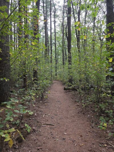 Greenways Conservation Land - Wayland, MA