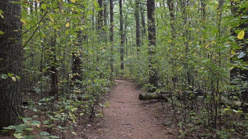 Greenways Conservation Land - Wayland, MA