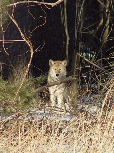Greenways Conservation Land - Wayland, MA