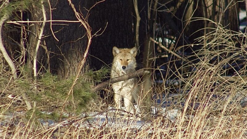Greenways Conservation Land - Wayland, MA