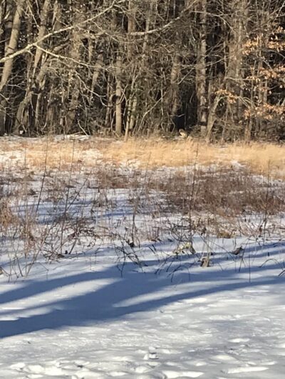 Greenways Conservation Land - Wayland, MA