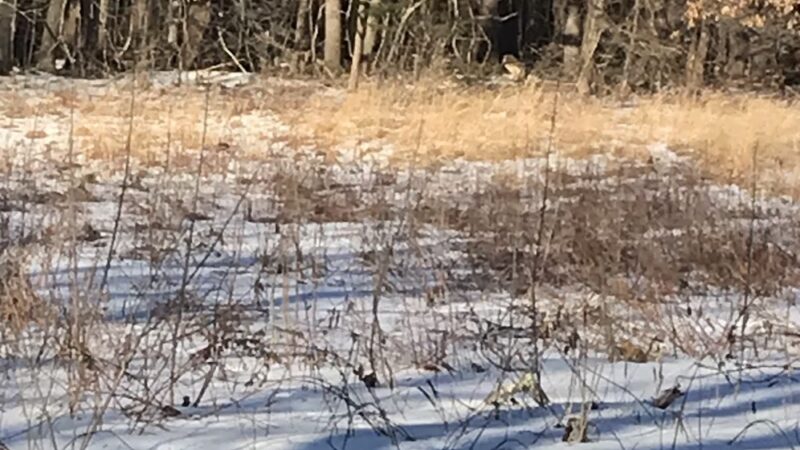 Greenways Conservation Land - Wayland, MA