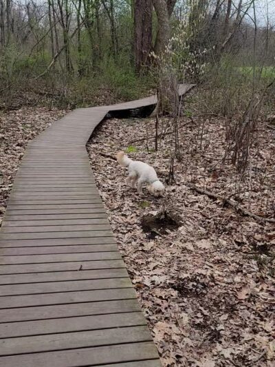 Heard Farm Wayland MA - Wayland, MA