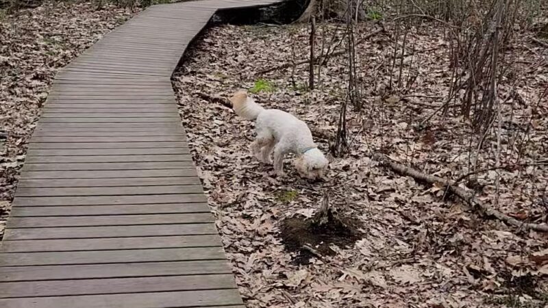 Heard Farm Wayland MA - Wayland, MA