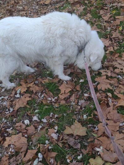 Riverside Park - Wayne, NJ