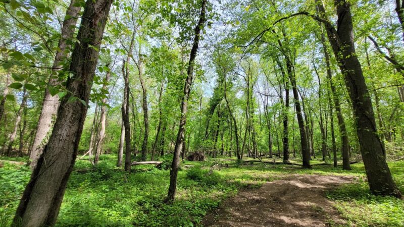 Two Sisters Wetland Preserve Property - Wayne, NJ