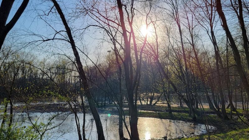 Two Sisters Wetland Preserve Property - Wayne, NJ