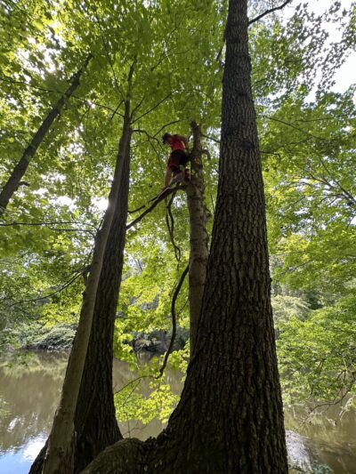 Two Sisters Wetland Preserve Property - Wayne, NJ