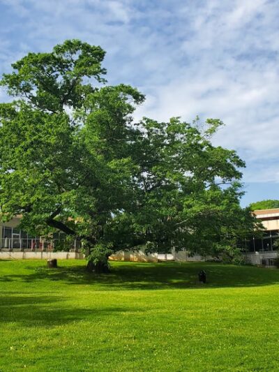 Strafford Park - Wayne, PA