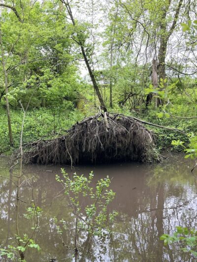 Roubidoux Walking Trail - Waynesville, MO