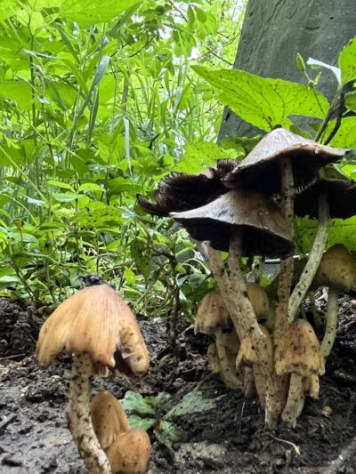 Roubidoux Walking Trail - Waynesville, MO