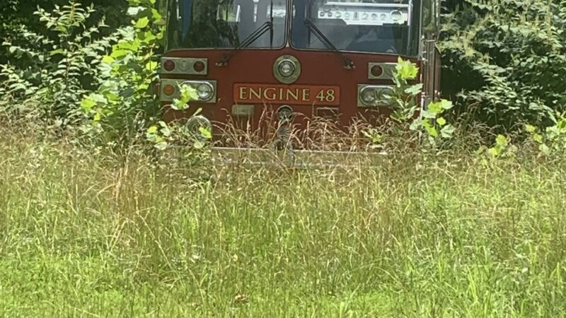Lover’s Lane Boardwalk Trailhead - Webster Springs, WV