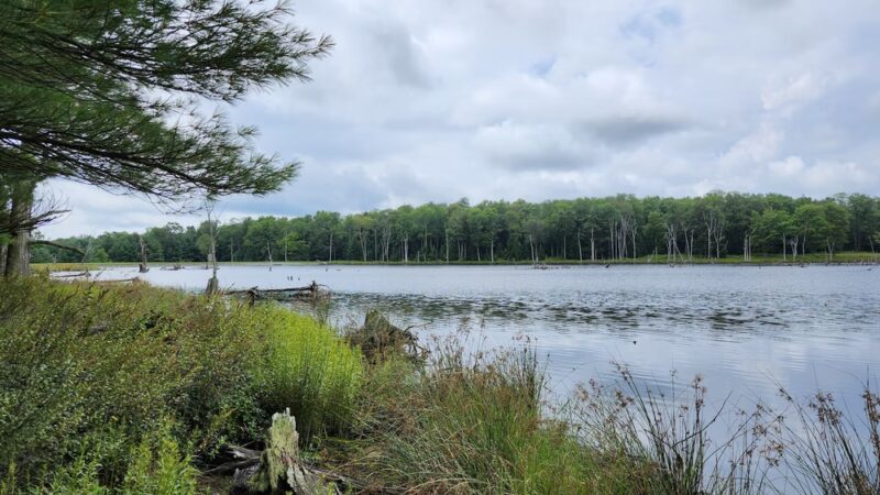 Beaver Run Pond Wildlife Viewing Area Parking - Weedville, PA
