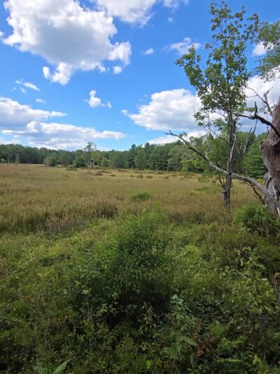 Beaver Run Pond Wildlife Viewing Area Parking - Weedville, PA