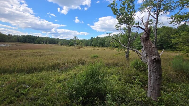 Beaver Run Pond Wildlife Viewing Area Parking - Weedville, PA
