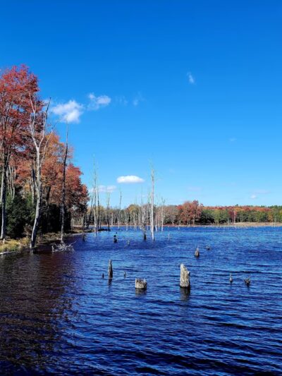 Beaver Run Pond Wildlife Viewing Area Parking - Weedville, PA