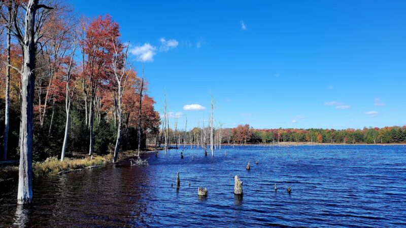 Beaver Run Pond Wildlife Viewing Area Parking - Weedville, PA