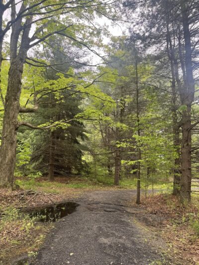 Beaver Run Pond Wildlife Viewing Area Parking - Weedville, PA