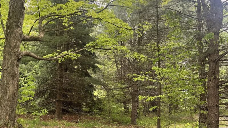 Beaver Run Pond Wildlife Viewing Area Parking - Weedville, PA