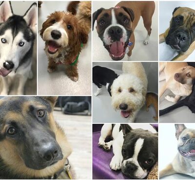 P.I. Paws - Weehawken Township, NJ