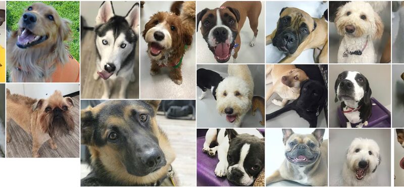 P.I. Paws - Weehawken Township, NJ