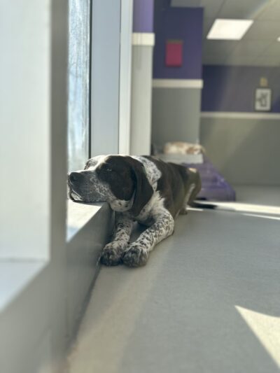 P.I. Paws - Weehawken Township, NJ