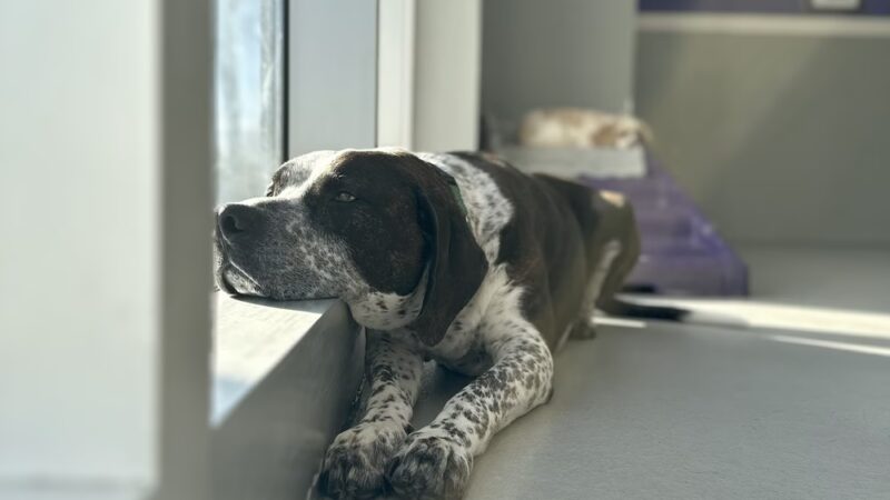 P.I. Paws - Weehawken Township, NJ