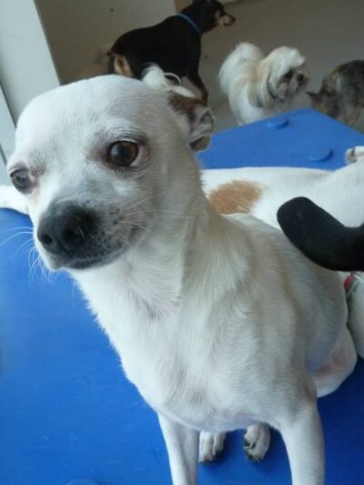 P.I. Paws - Weehawken Township, NJ