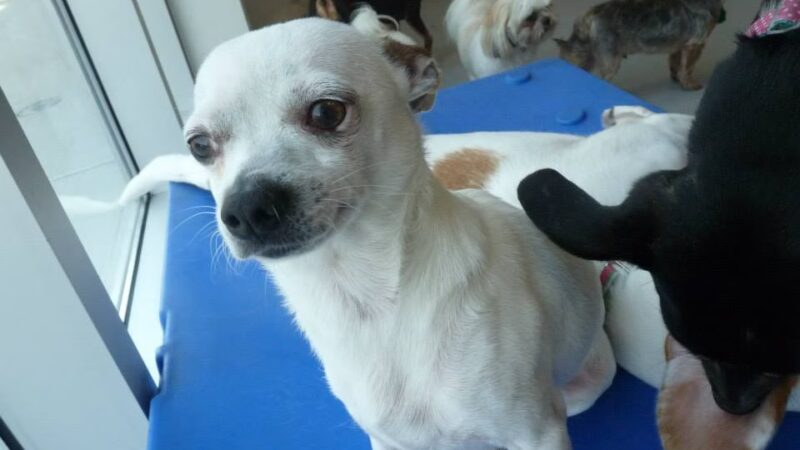 P.I. Paws - Weehawken Township, NJ