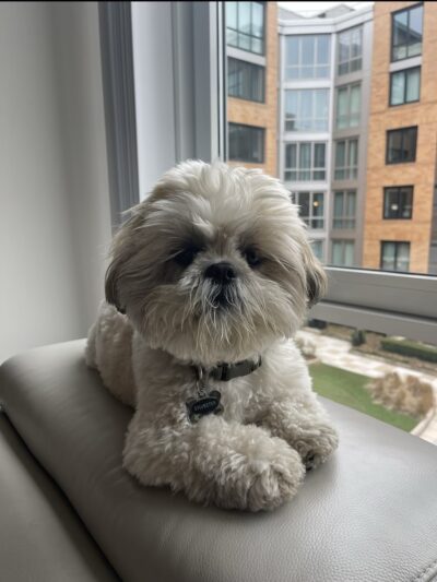 P.I. Paws - Weehawken Township, NJ