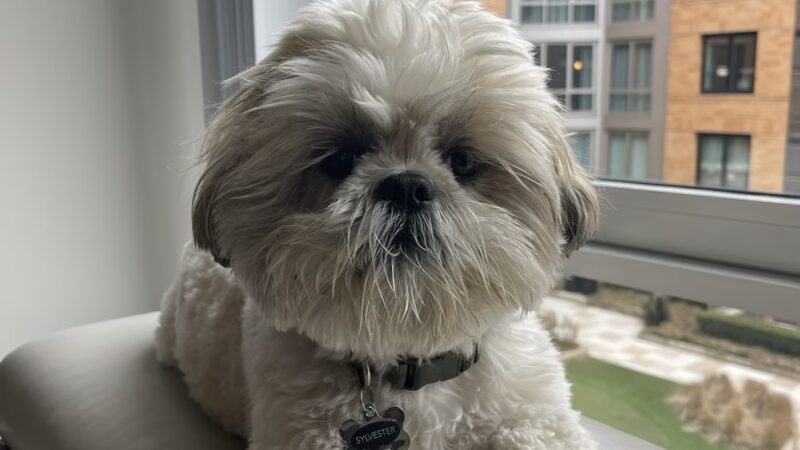 P.I. Paws - Weehawken Township, NJ