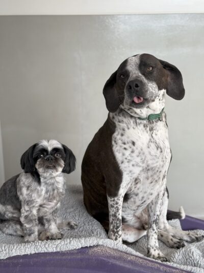 P.I. Paws - Weehawken Township, NJ