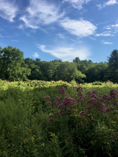 Boulder Brook Reservation - Wellesley, MA