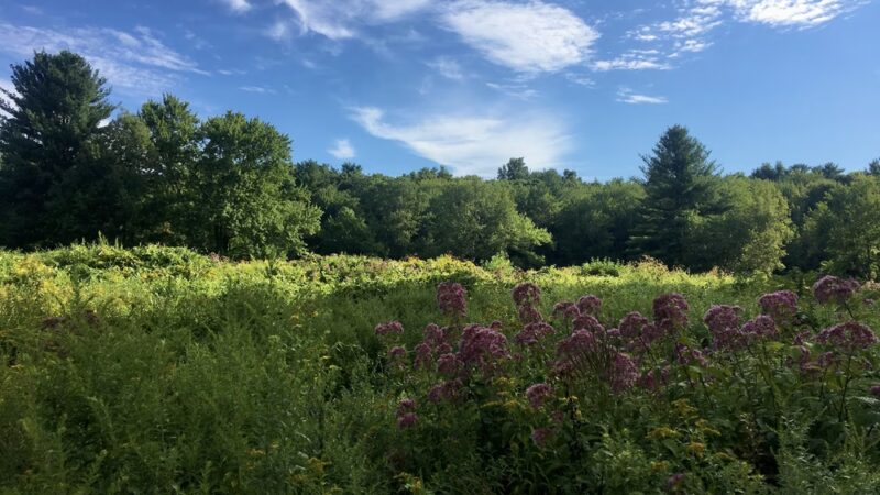 Boulder Brook Reservation - Wellesley, MA