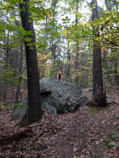 Boulder Brook Reservation - Wellesley, MA