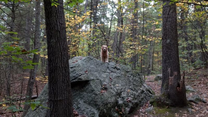 Boulder Brook Reservation - Wellesley, MA