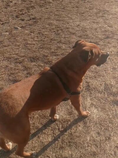 Centennial Reservation - Wellesley, MA